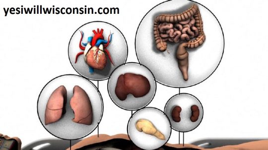 Apa saja Organ Manusia yang bisa didonorkan?